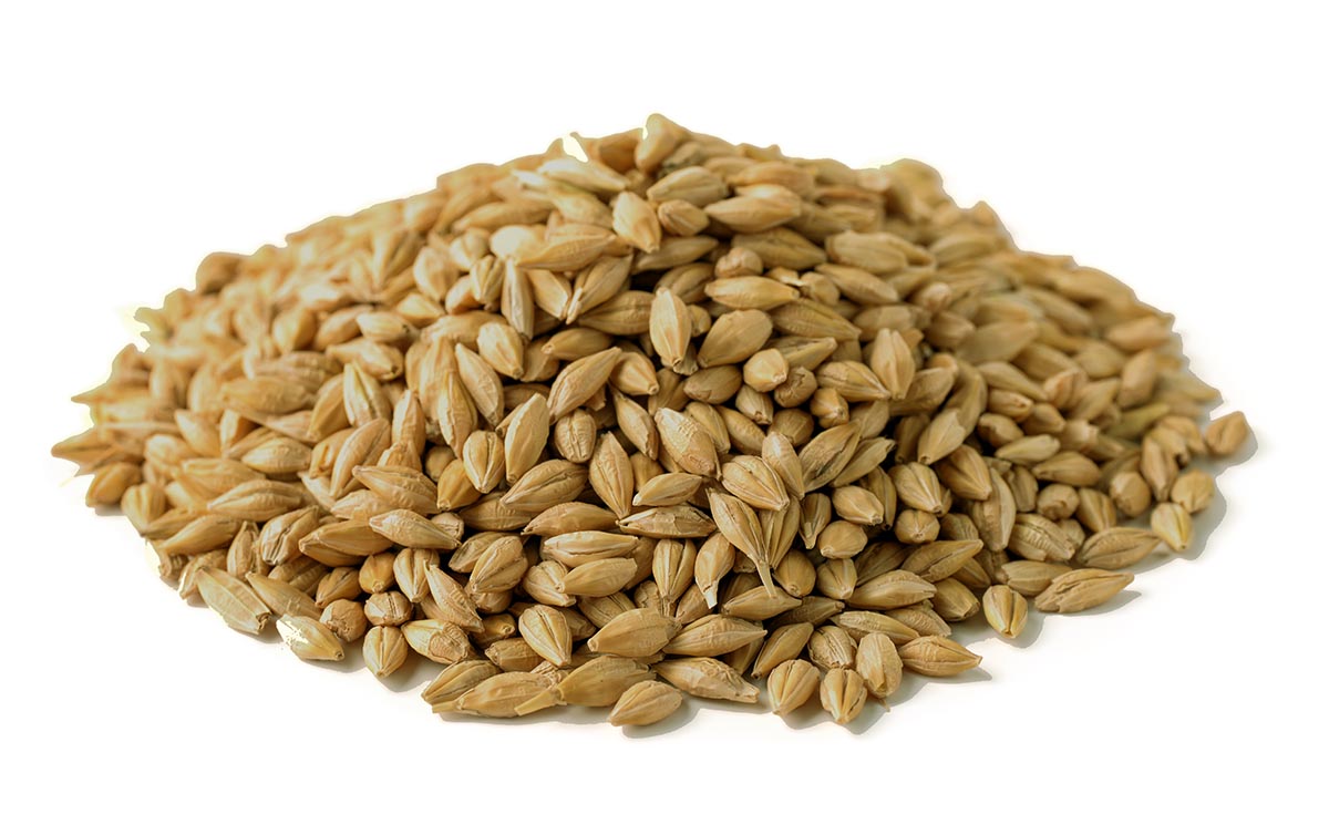 Pile of barley seeds